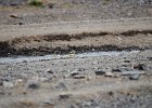 Grote gele kwikstaart (grey wagtail) (Motacilla flava) - kloof bij Yolin Am 21-08-2016 (1)